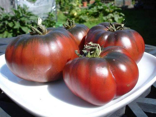 Black krim Tomato - Heirloom VEGETABLE Seeds - Caribbeangardenseed