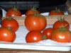 Tomato Seeds - ' Ace 55 heirloom tomato - Open Pollinated,SWEET & JUICY - Caribbeangardenseed