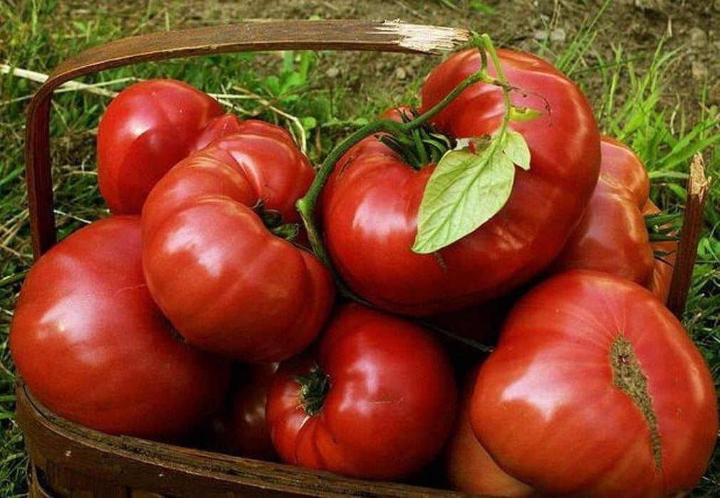Tomato Seeds -Beefsteak tomato - Open Pollinated,SWEET & JUICY, Great for Sandwiches ! - Caribbeangardenseed