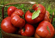 Tomato Seeds -Beefsteak tomato - Open Pollinated,SWEET & JUICY, Great for Sandwiches ! - Caribbeangardenseed