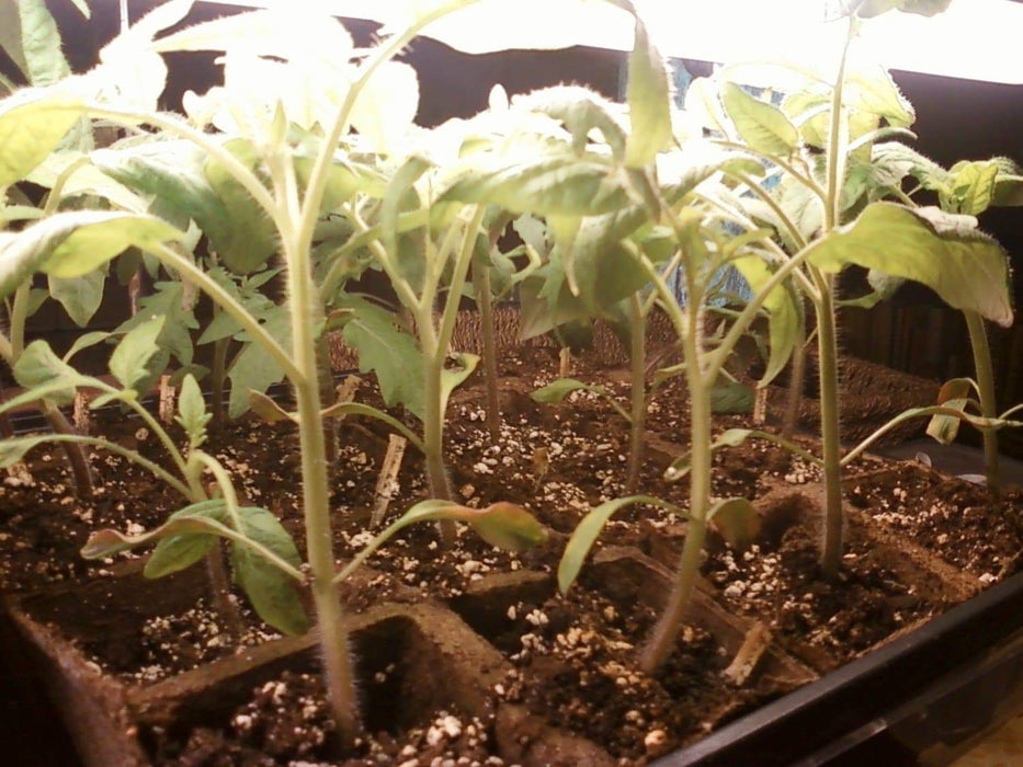 Tomato Seeds -'Costoluto Genovese' heirloom tomato -SWEET & JUICY - Caribbeangardenseed