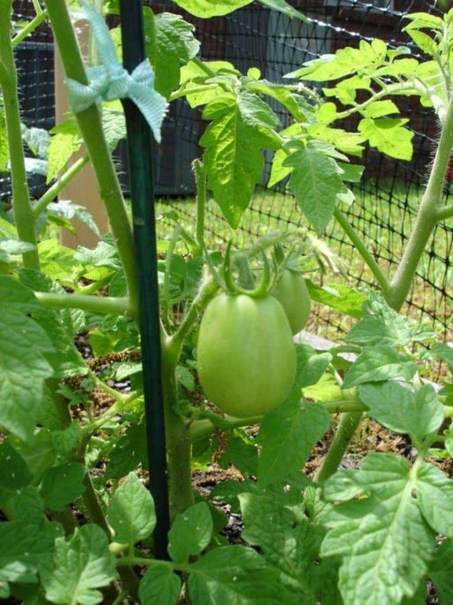 Roma Tomato Seeds - Italian Heirloom - Caribbeangardenseed
