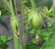 Roma Tomato Seeds - Italian Heirloom - Caribbeangardenseed