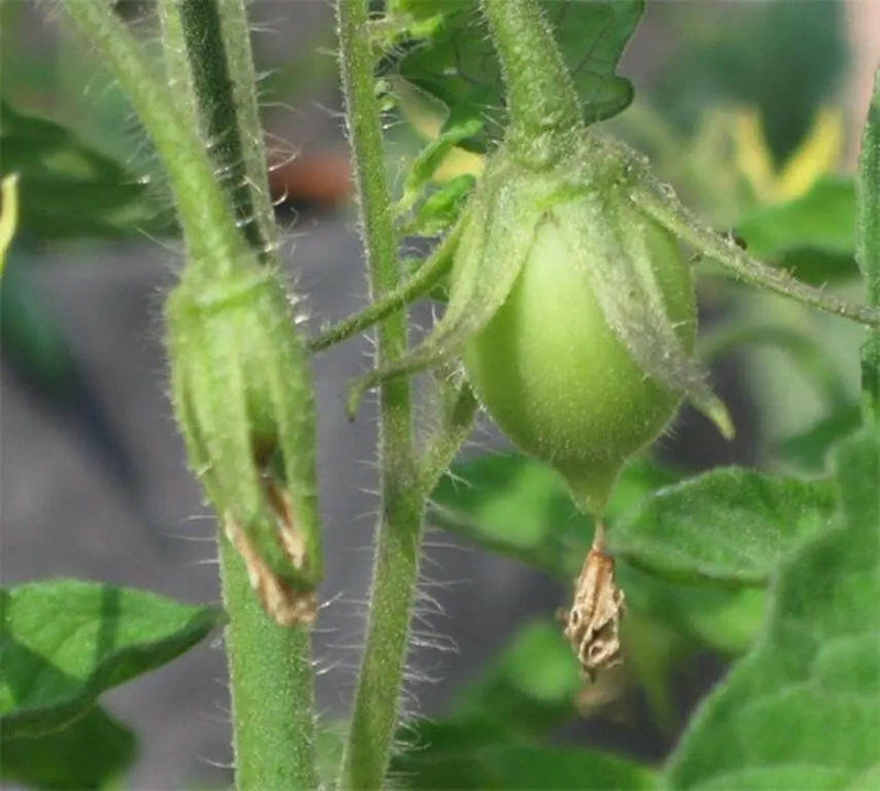 Roma Tomato Seeds - Italian Heirloom - Caribbeangardenseed