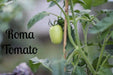 Roma Tomato Seeds - Italian Heirloom - Caribbeangardenseed