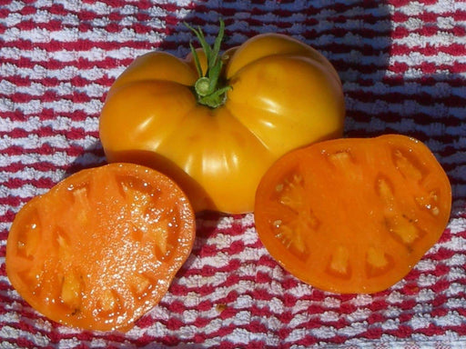 Tomato Seeds - 'Golden Jubilee'Heirloom - Open Pollinated,SWEET & JUICY - Caribbeangardenseed