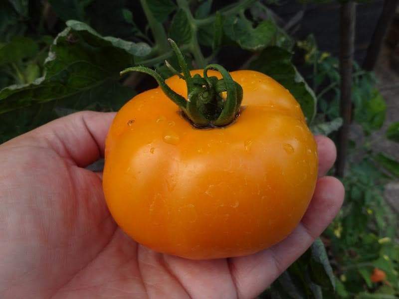 Tomato Seeds - 'Golden Jubilee'Heirloom - Open Pollinated,SWEET & JUICY - Caribbeangardenseed