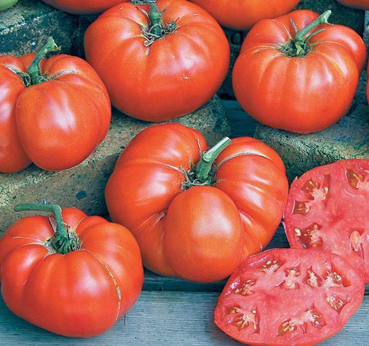 Tomato Seeds - ' Ponderosa Red OG' aka Ponderosa Scarlet, heirloom tomato - Open Pollinated,SWEET & JUICY - Caribbeangardenseed