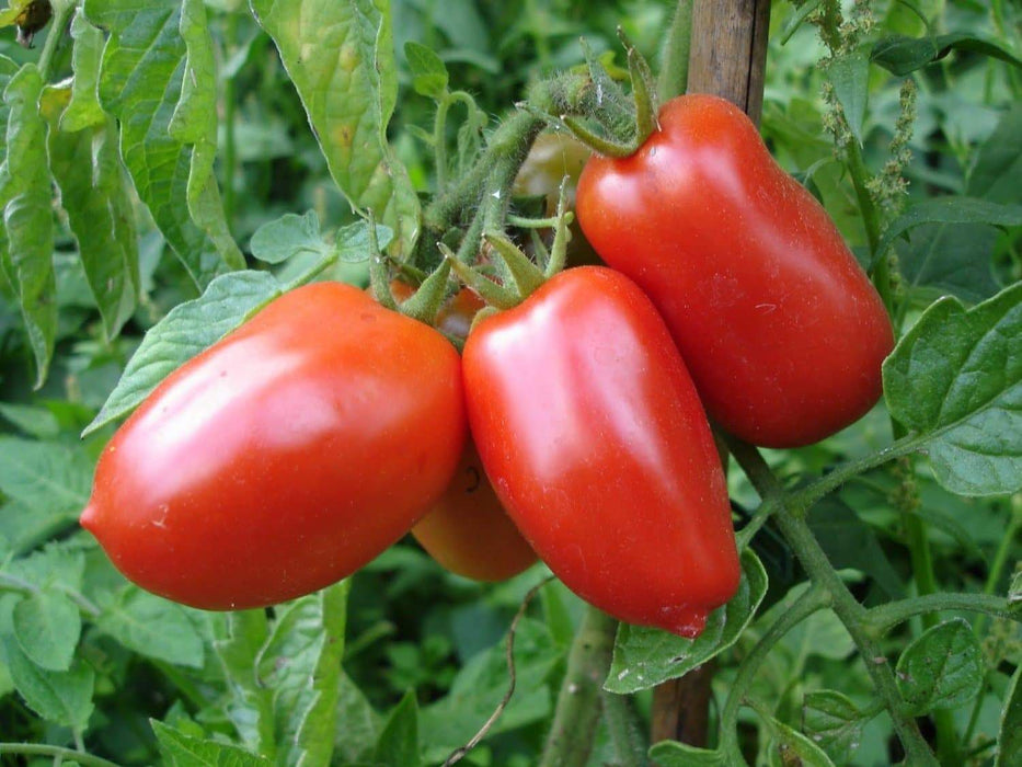 San Marzano Tomato Seeds -,Organic Heirloom Open Pollinated . - Caribbeangardenseed