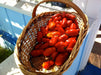 San Marzano Tomato Seeds -,Organic Heirloom Open Pollinated . - Caribbeangardenseed