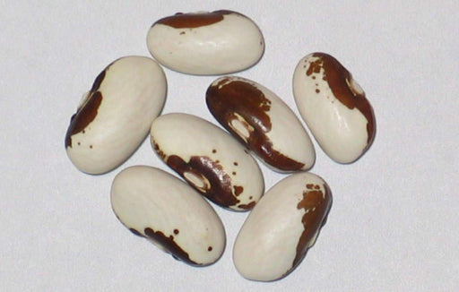 TopNotch Gold Wax Bean.heirloom 50 days until harvest - Caribbeangardenseed
