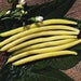 TopNotch Gold Wax Bean.heirloom 50 days until harvest - Caribbeangardenseed