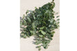 Eucalyptus Silver Dollar Seeds -Houseplant or Outdoor ,Perennial shrub - Caribbeangardenseed