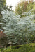 Eucalyptus Silver Dollar Seeds -Houseplant or Outdoor ,Perennial shrub - Caribbeangardenseed