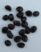 Tree Peony, Paeonia suffruticosa, Shrub Seeds- MIXED, Perennial ! - Caribbeangardenseed