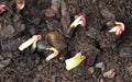 Tree Peony, Paeonia suffruticosa, Shrub Seeds- MIXED, Perennial ! - Caribbeangardenseed