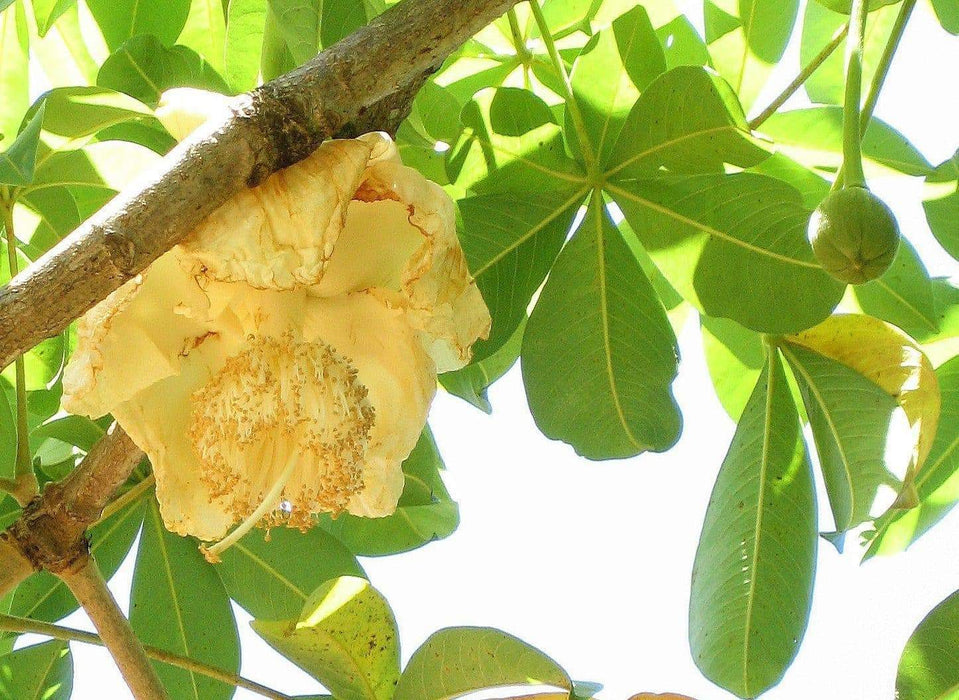 Baobab Seeds, Monkey-bread tree, - Caribbeangardenseed
