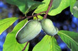 Fresh Paw Paw Fruit Tree ( 5 Seeds )* Pawpaw The Indiana Banana *New Crop Seeds - Caribbeangardenseed