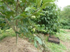 Fresh Paw Paw Fruit Tree ( 5 Seeds )* Pawpaw The Indiana Banana *New Crop Seeds - Caribbeangardenseed