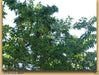 Osage Orange Seeds (Maclura pomifera) Hedge Apple,Bodark, Bois D'Arc,Horse Apple, - Caribbeangardenseed