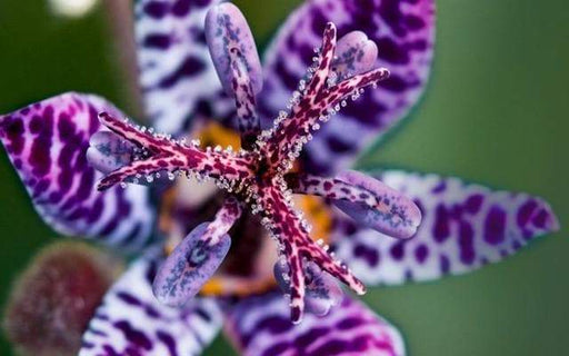 TRICYRTIS 'Blue Wonder'(2 Plants/Root) toad lily - Caribbeangardenseed