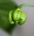 Trinidad Moruga Scorpion Pepper Seeds - (Capsicum chinense) Super hot - Caribbeangardenseed