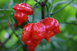 Trinidad Scorpion Butch T- hot pepper seed,Capsicum chinense - Caribbeangardenseed