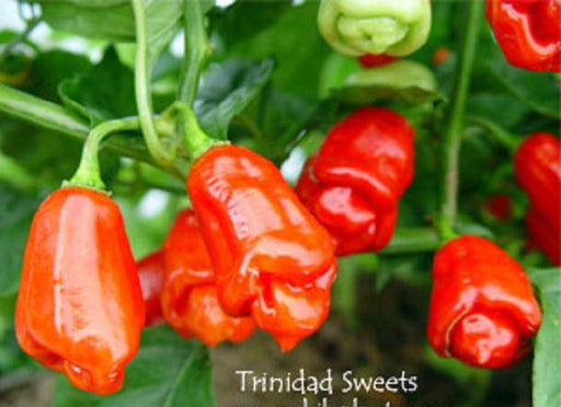 TRINIDAD Sweet Pepper seeds (Sweet/Mild) Capsicum chinense - Caribbeangardenseed