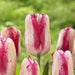 Triumph Moulin Rouge, Beautiful creamy white with striking raspberry-pink - Caribbeangardenseed