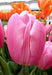Tulip 'Pink Flag' FALL PLANTING - Caribbeangardenseed