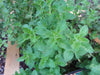 Greek Oregano Herb Seeds - Origanum vulgare-Perennial - Caribbeangardenseed