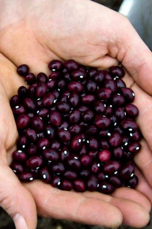 True Red Cranberry Bean, OG Pole Dry - Heirloom , - Caribbeangardenseed