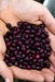 True Red Cranberry Bean, OG Pole Dry - Heirloom , - Caribbeangardenseed
