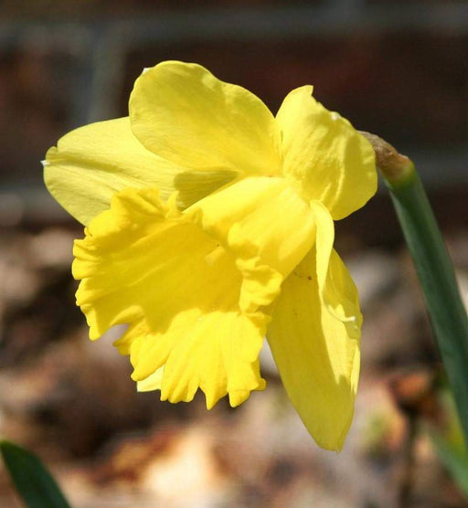 Daffodil Bulbs ,Trumpet yellow,Fall Planting - Caribbeangardenseed