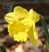 Daffodil Bulbs ,Trumpet yellow,Fall Planting - Caribbeangardenseed
