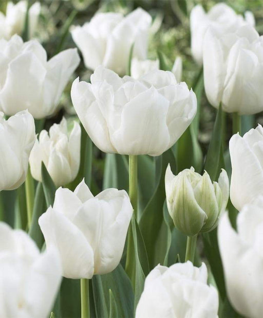 Mondial Double, Early spring Flower, Fall planting Tulip Bulbs - Caribbeangardenseed