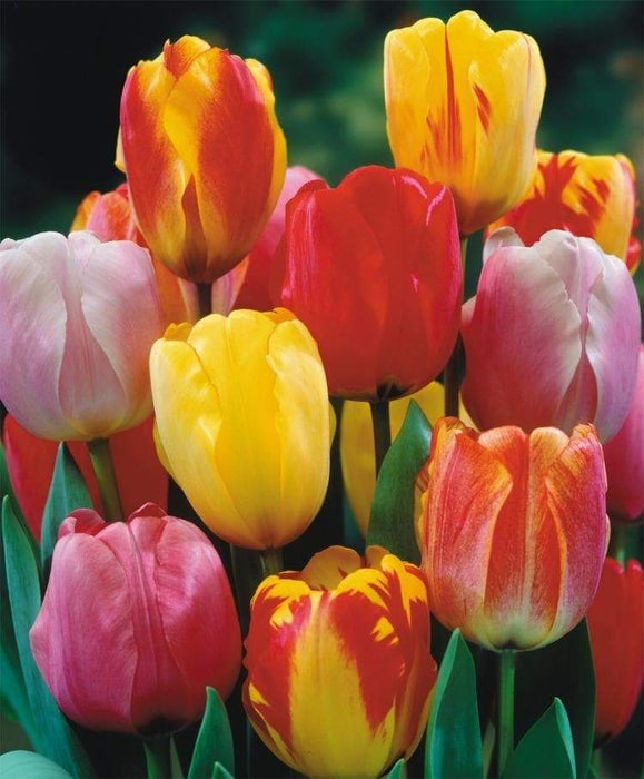 Tulip BULBS ,Long Lasting Mix, ,Now shipping ! - Caribbeangardenseed