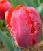 Tulip Parrot ‘Rococo’, FALL LANTING BULBS - Caribbeangardenseed