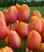 Tulip Bulbs ,Dordogne ,Single Late, Shipping Now - Caribbeangardenseed