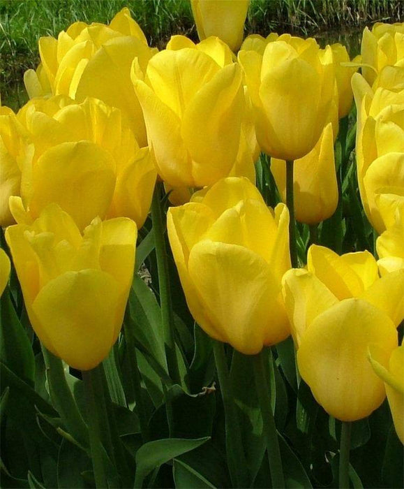 Tulip Bulbs, 'Strong Gold,fall planting - Caribbeangardenseed