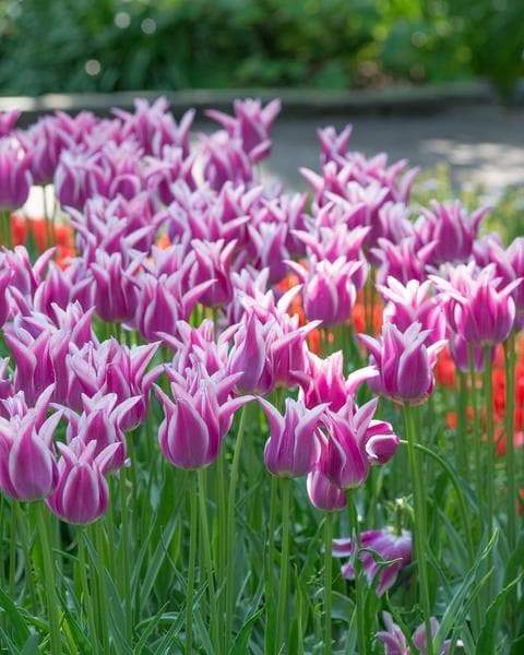 Tulip Bulbs,Ballade ( Bulbs) Lily flowering - Caribbeangardenseed