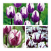 Tulip Blueberry Ripple, Flower Bulbs, FALL PLANTING - Caribbeangardenseed