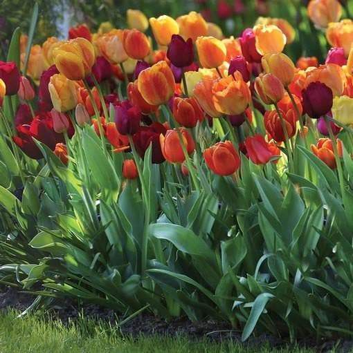 Tulip Brilliant Mix - Fall Planting, Flower Bulbs - Caribbeangardenseed