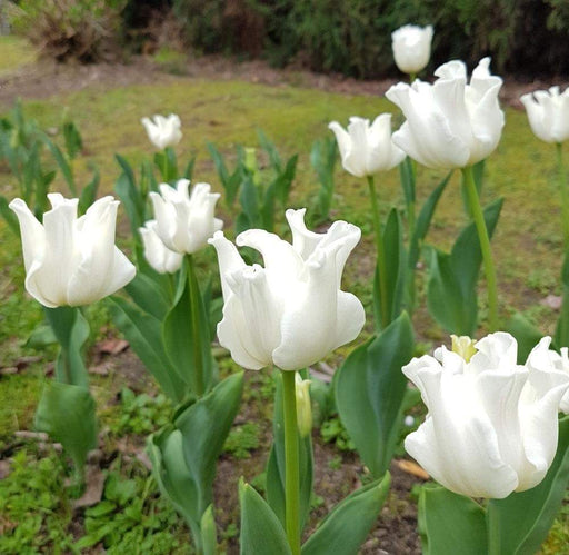 Tulip Bulb- White Liberstar, a very elegant, unique addition. Winner of the Jubilee Award for its lovely appearance and strong performance - Caribbeangardenseed