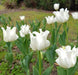 Tulip Bulb- White Liberstar, a very elegant, unique addition. Winner of the Jubilee Award for its lovely appearance and strong performance - Caribbeangardenseed