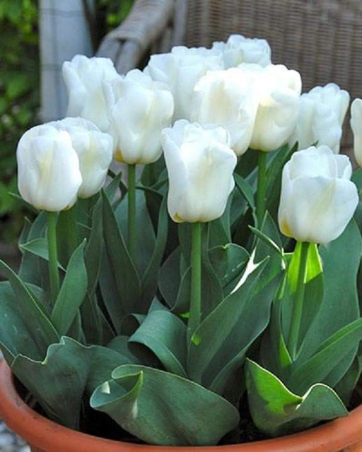 Tulip Bulbs,12/+cm,Calgary , Shortest white of the Tulip family. - Caribbeangardenseed