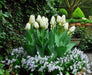 Tulip Bulbs,12/+cm,Calgary , Shortest white of the Tulip family. - Caribbeangardenseed