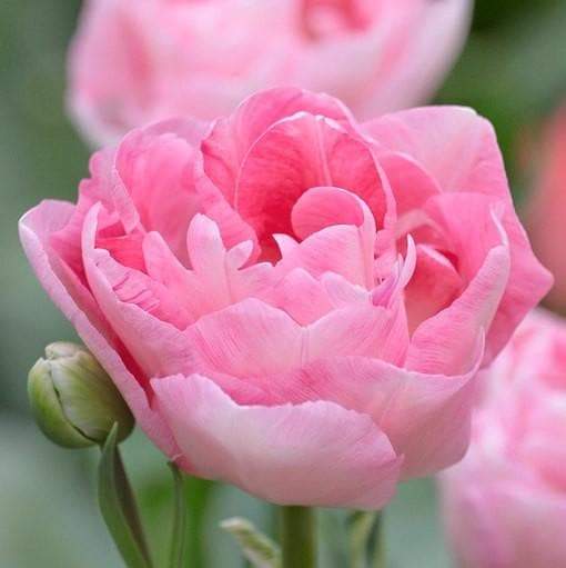 Tulip Bulbs "Angelique" Double Late, FALL PLANTING - Caribbeangardenseed