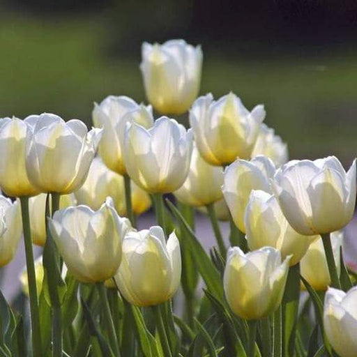 Tulip Bulbs "Angels Wish",12/+cm, Late Spring Flowers! - Caribbeangardenseed