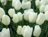 Tulip Bulbs "Angels Wish",12/+cm, Late Spring Flowers! - Caribbeangardenseed